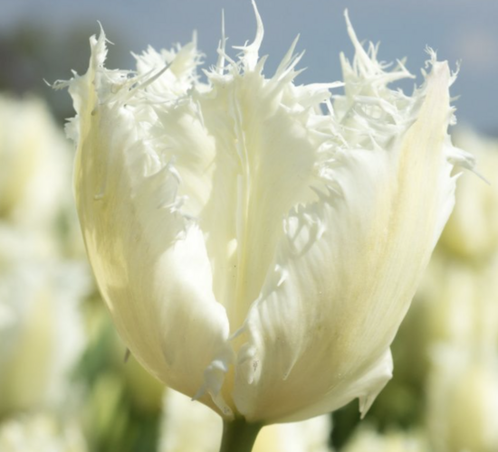 Tulipán třepenitý 'Noordeinde' - Tulipa Fringed 'Noordeinde'