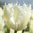 Tulipán třepenitý 'Noordeinde' - Tulipa Fringed 'Noordeinde'