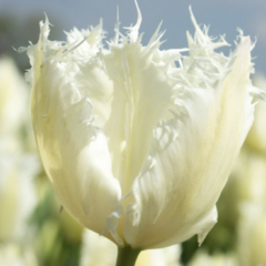 Tulipán třepenitý 'Noordeinde' - Tulipa Fringed 'Noordeinde'