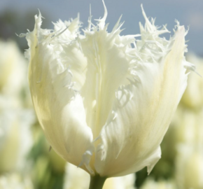 Tulipán třepenitý 'Noordeinde' - Tulipa Fringed 'Noordeinde'