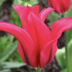 Tulipán 'Doll's Minuet' - Tulipa 'Doll's Minuet'