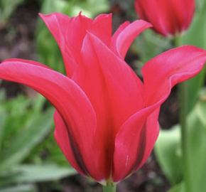 Tulipán 'Doll's Minuet' - Tulipa 'Doll's Minuet'