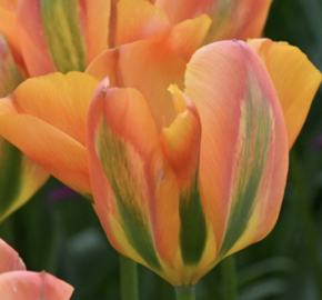 Tulipán zelenokvětý 'Orange Marmelade' - Tulipa Viridiflora 'Orange Marmelade'