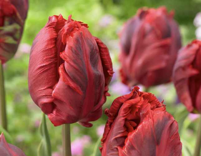 Tulipán papouškovitý 'Shining Parrot' - Tulipa Parrot 'Shining Parrot'