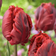 Tulipán papouškovitý 'Shining Parrot' - Tulipa Parrot 'Shining Parrot'