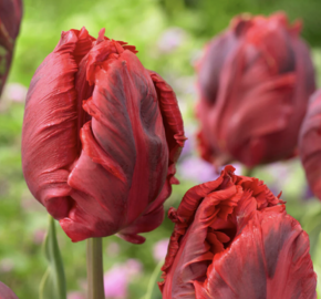 Tulipán papouškovitý 'Shining Parrot' - Tulipa Parrot 'Shining Parrot'