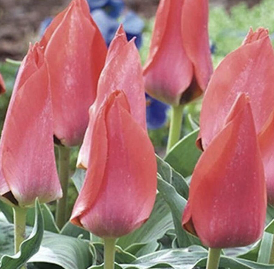 Tulipán Greigův 'Trauttmansdorff' - Tulipa Greigii 'Trauttmansdorff'