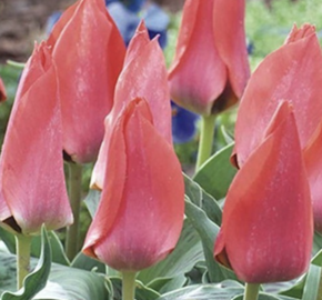 Tulipán Greigův 'Trauttmansdorff' - Tulipa Greigii 'Trauttmansdorff'