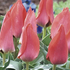 Tulipa Greigii 'Trauttmansdorff'.png