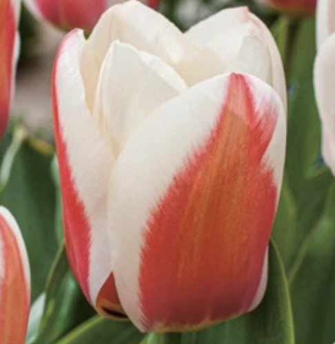 Tulipán Greigův 'Willem van den Akker' - Tulipa Greigii 'Willem van den Akker'