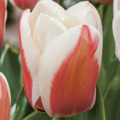 Tulipán Greigův 'Willem van den Akker' - Tulipa Greigii 'Willem van den Akker'