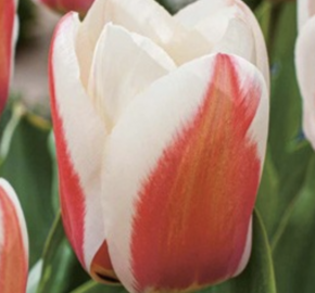 Tulipán Greigův 'Willem van den Akker' - Tulipa Greigii 'Willem van den Akker'