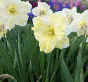 Narcis 'Cassata' - Narcissus 'Cassata'