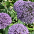 Allium 'Party Balloons'.png