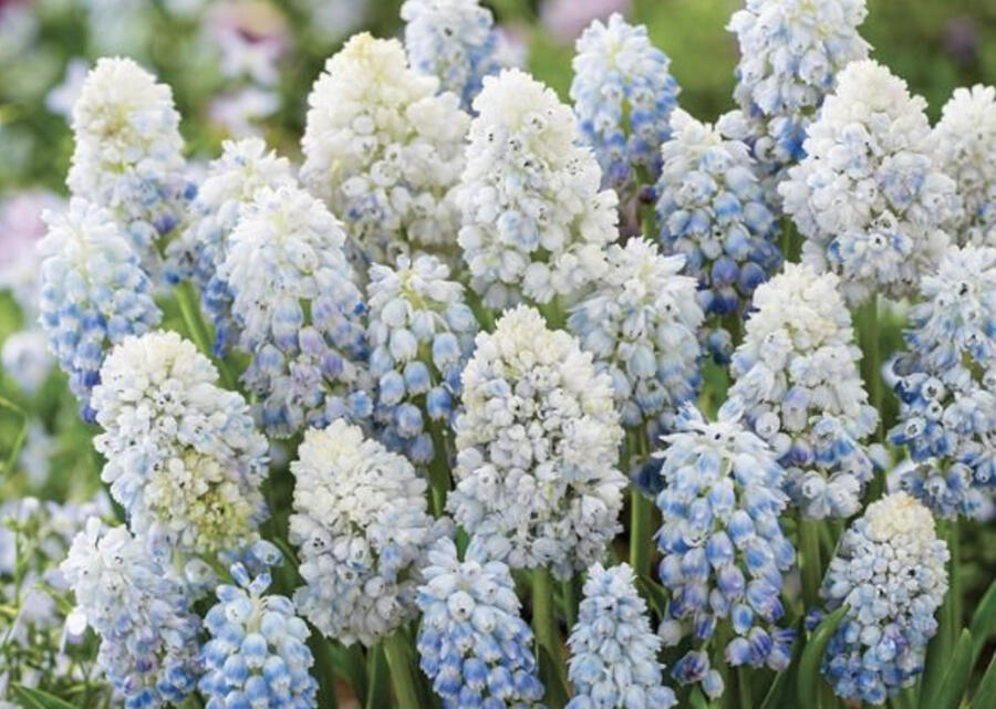 Modřenec 'Nature's Beauty' - Muscari armeniacum 'Nature's Beauty'