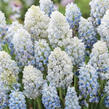 Modřenec 'Nature's Beauty' - Muscari armeniacum 'Nature's Beauty'