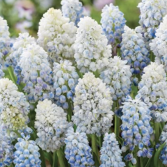 Modřenec 'Nature's Beauty' - Muscari armeniacum 'Nature's Beauty'