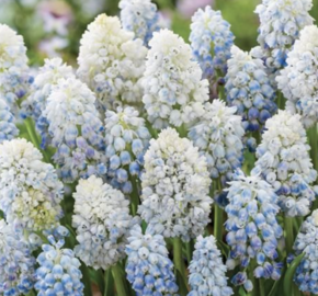 Modřenec 'Nature's Beauty' - Muscari armeniacum 'Nature's Beauty'