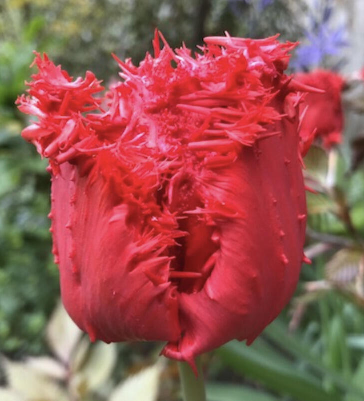 Tulipán 'Barbados' - Tulipa 'Barbados'