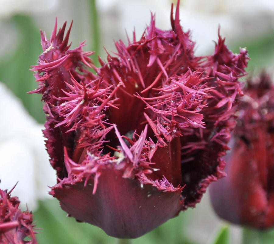 Tulipán třepenitý 'Labrador' - Tulipa Fringed 'Labrador'