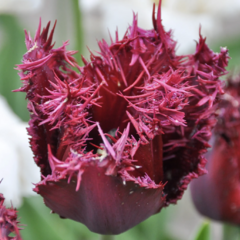 Tulipán třepenitý 'Labrador' - Tulipa Fringed 'Labrador'