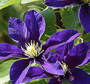 Plamének 'Neonka' - Clematis 'Neonka'