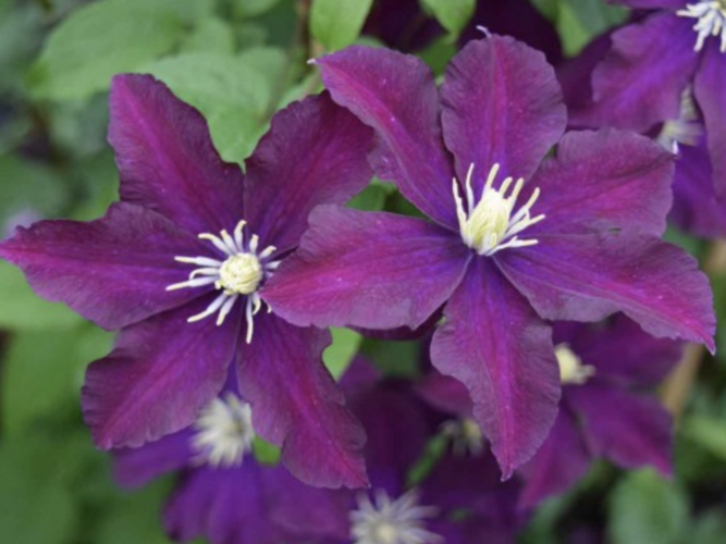 Plamének 'Once More' - Clematis 'Once More'