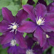 Plamének 'Once More' - Clematis 'Once More'