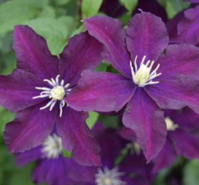 Plamének 'Once More' - Clematis 'Once More'