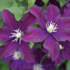 Clematis 'Once More'.png