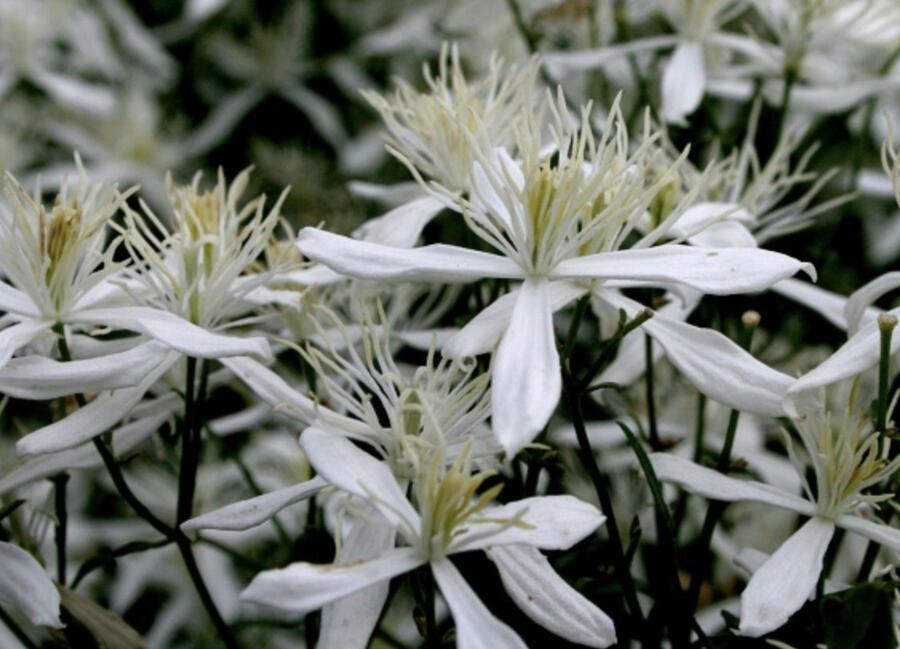 Plamének 'Stellar' - Clematis flammula 'Stellar'