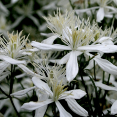 Plamének 'Stellar' - Clematis flammula 'Stellar'