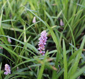 Liriope 'Moneymaker' - Liriope muscari 'Moneymaker'