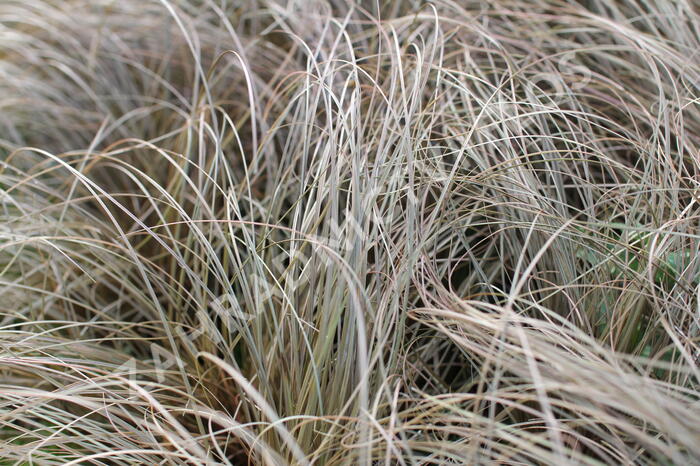 Ostřice chocholatá 'Rosaly' - Carex comans 'Rosaly'