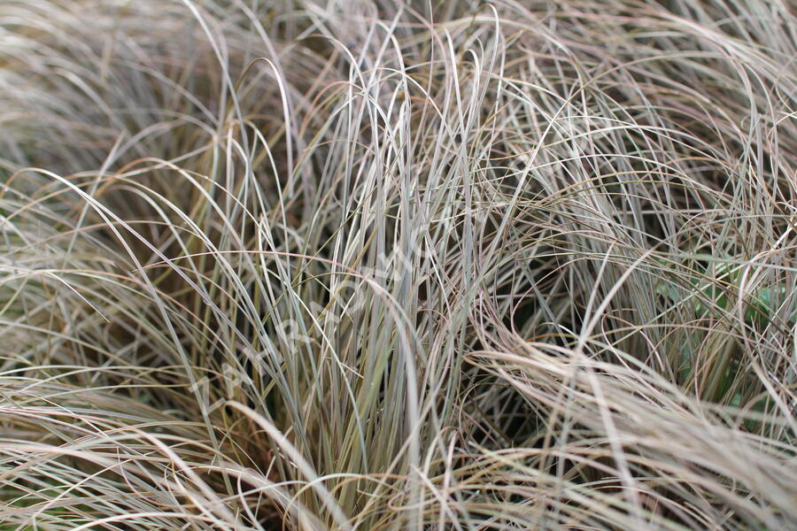 Ostřice chocholatá 'Rosaly' - Carex comans 'Rosaly'