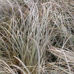 Ostřice chocholatá 'Rosaly' - Carex comans 'Rosaly'