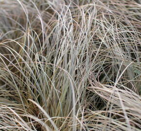 Ostřice chocholatá 'Rosaly' - Carex comans 'Rosaly'