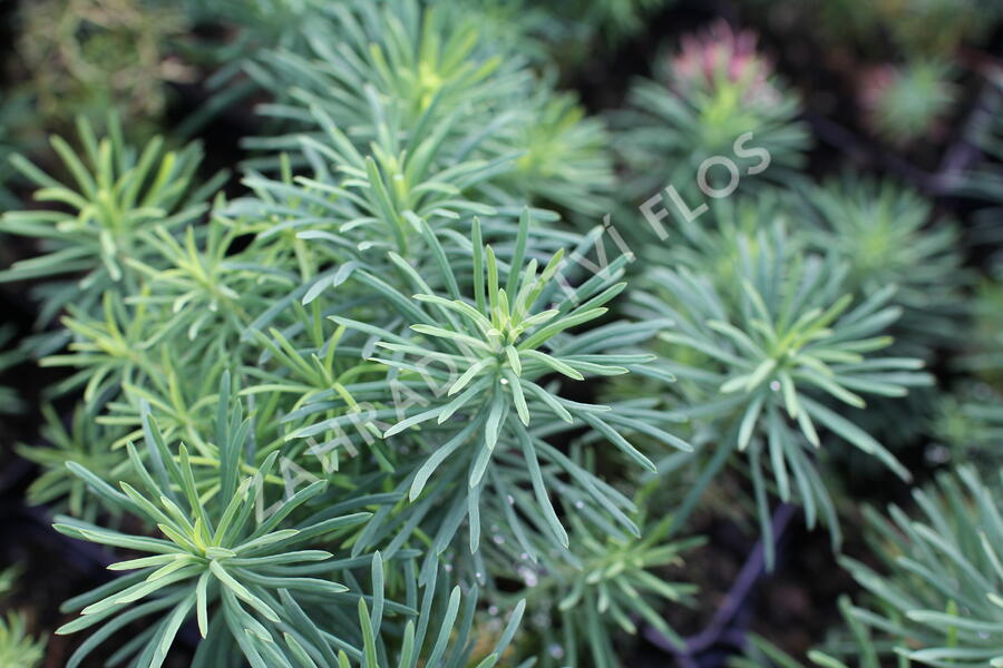 Pryšec chvojka 'Tall Boy' - Euphorbia cyparissias 'Tall Boy'