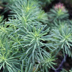 Pryšec chvojka 'Tall Boy' - Euphorbia cyparissias 'Tall Boy'