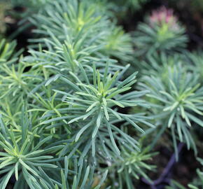 Pryšec chvojka 'Tall Boy' - Euphorbia cyparissias 'Tall Boy'