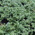 Sedum album 'Micranthum Chloroficum'.JPG