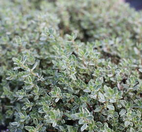 Tymián obecný 'Silver Posie' - Thymus vulgaris 'Silver Posie'