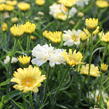 Kopretina velkokvětá 'Sweet Daisy Izabel' - Leucanthemum maximum 'Sweet Daisy Izabel'