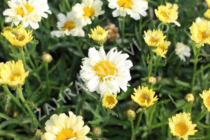 Kopretina velkokvětá 'Sweet Daisy Izabel' - Leucanthemum maximum 'Sweet Daisy Izabel'