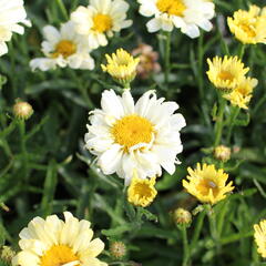 Kopretina velkokvětá 'Sweet Daisy Izabel' - Leucanthemum maximum 'Sweet Daisy Izabel'