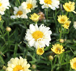 Kopretina velkokvětá 'Sweet Daisy Izabel' - Leucanthemum maximum 'Sweet Daisy Izabel'