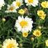 Leucanthemum maximum 'Sweet Daisy Izabel'_02.JPG