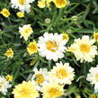 Kopretina velkokvětá 'Sweet Daisy Izabel' - Leucanthemum maximum 'Sweet Daisy Izabel'