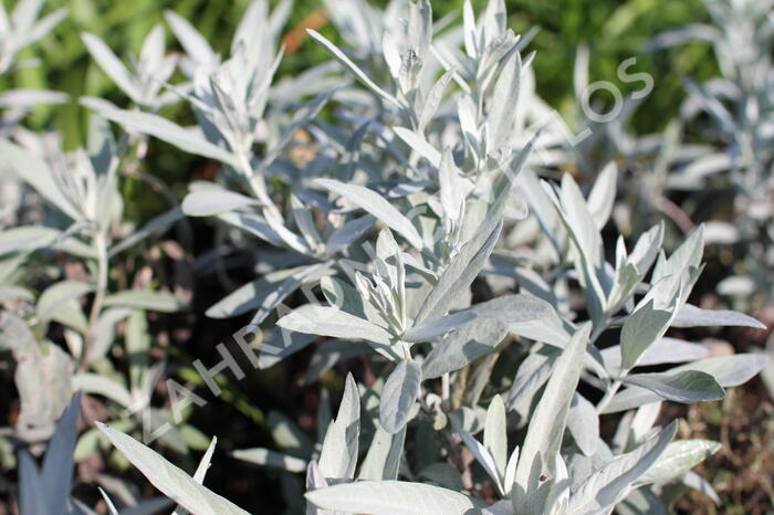 Pelyněk Ludvíkův 'Varerie Finnis' - Artemisia ludoviciana 'Valerie Finnis'