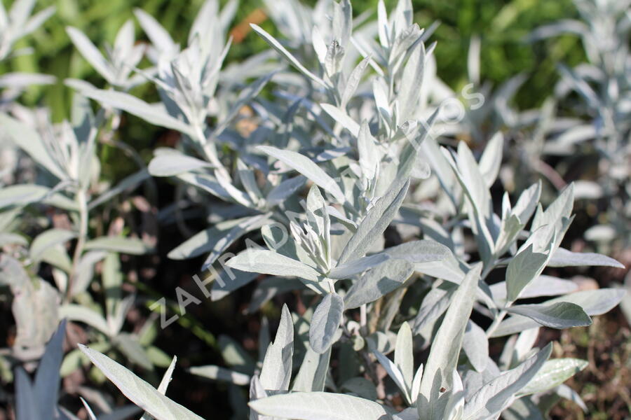 Pelyněk Ludvíkův 'Varerie Finnis' - Artemisia ludoviciana 'Valerie Finnis'